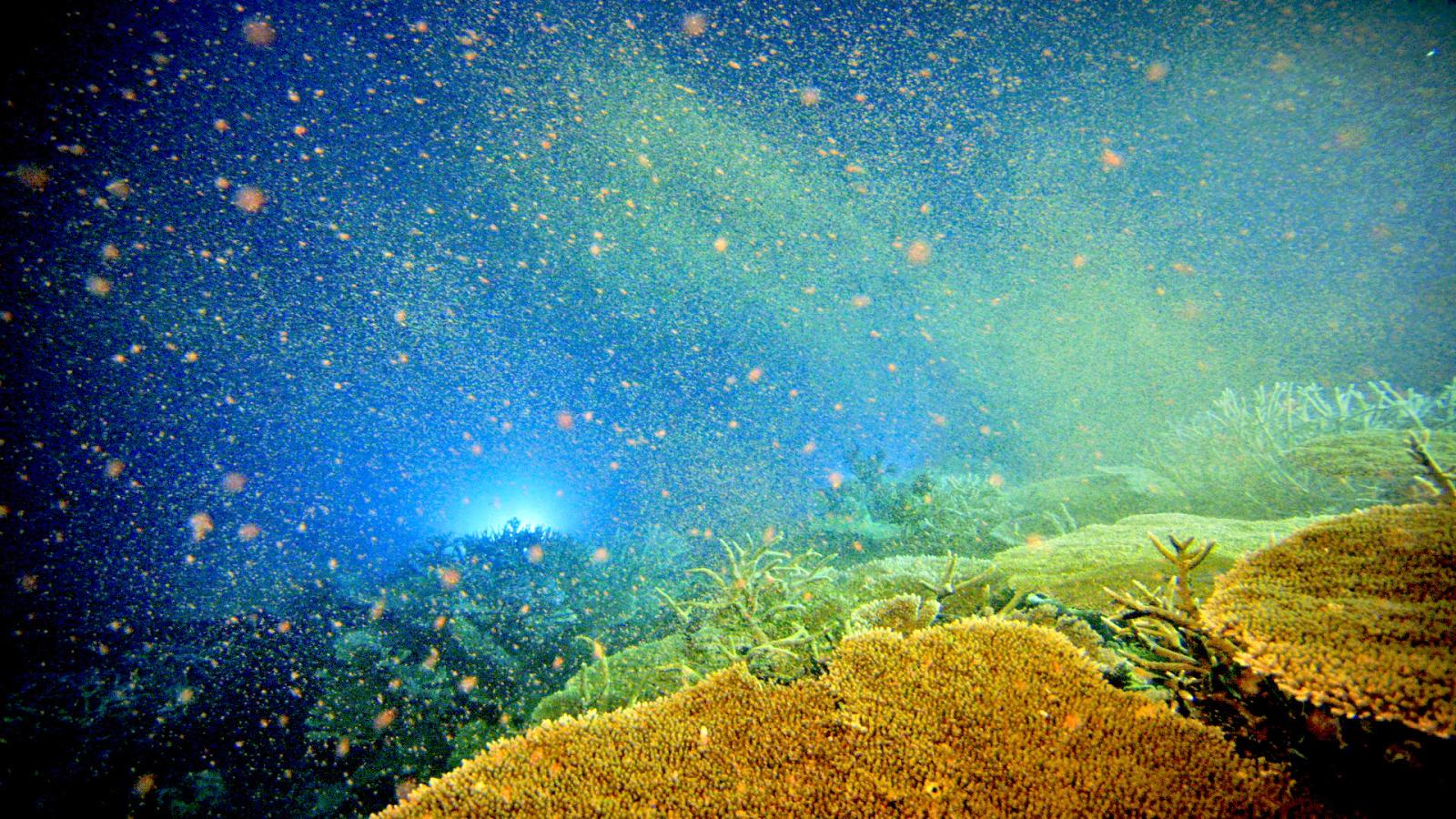 Geheimnissvolle Unterwasserlandschaft voller Staub